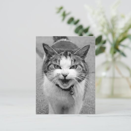 Angry Cat Briefkaart (Staand voorkant)