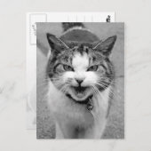 Angry Cat Briefkaart (Voorkant / Achterkant)
