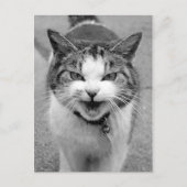 Angry Cat Briefkaart (Voorkant)