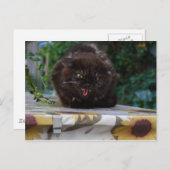 Angry Cat Briefkaart (Voorkant / Achterkant)