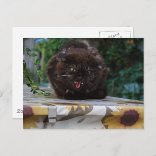 Angry Cat Briefkaart (Voorkant / Achterkant)