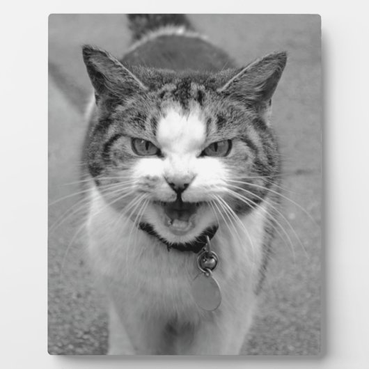 Angry Cat Fotoplaat (Voorkant)