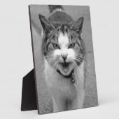 Angry Cat Fotoplaat (Zijkant)