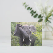 Angry Elephant Briefkaart (Staand voorkant)