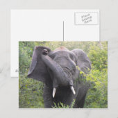 Angry Elephant Briefkaart (Voorkant / Achterkant)