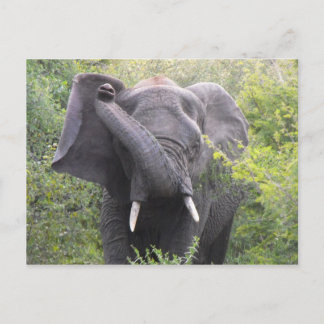 Angry Elephant Briefkaart