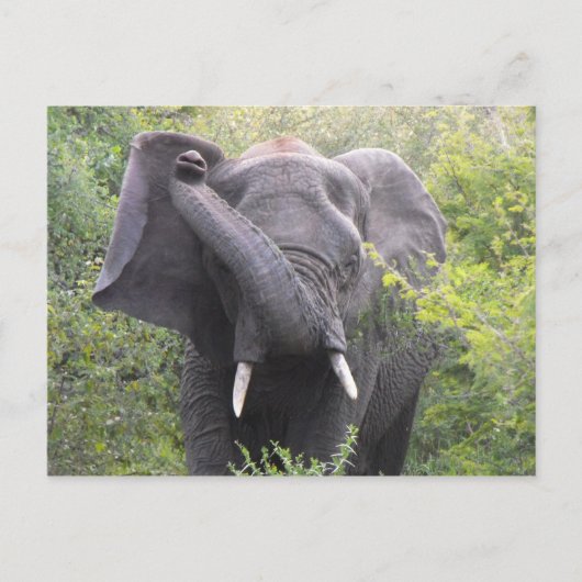 Angry Elephant Briefkaart (Voorkant)