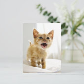 Angry Kitten Briefkaart (Staand voorkant)