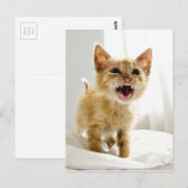 Angry Kitten Briefkaart (Voorkant / Achterkant)