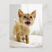 Angry Kitten Briefkaart (Voorkant)