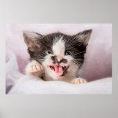 Angry Kitten met het effect van olieverf Poster (Voorkant)