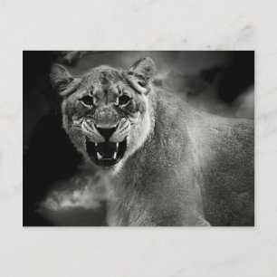 Angry lion in zwart-wit briefkaart