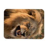 Angry LION koelkast Magnet UW Fotosjabloon Magneet (Horizontaal)