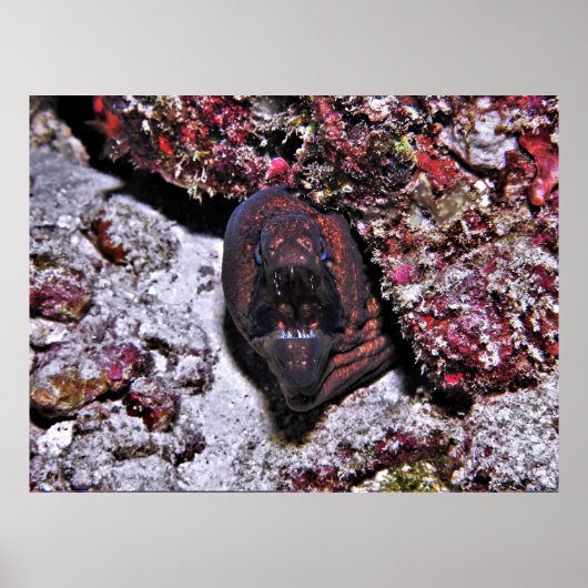 Angry Little Eel Poster (Voorkant)