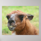 Angry Llama Boerderij Animal Poster (Voorkant)