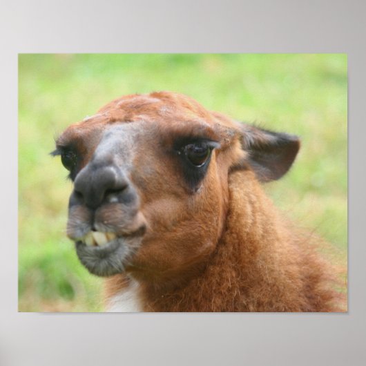 Angry Llama Boerderij Animal Poster (Voorkant)