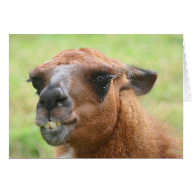 Angry Llama Face Boerderij Animal Card (Voorkant Horizontaal)