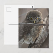 Angry look Owl Briefkaart (Voorkant / Achterkant)