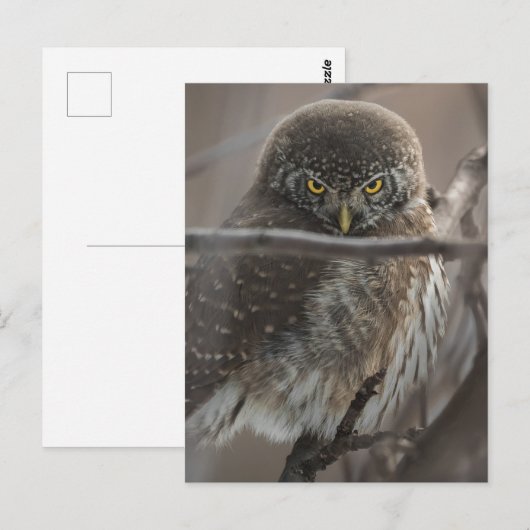 Angry look Owl Briefkaart (Voorkant / Achterkant)