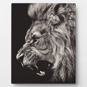 Angry Male Lion Fotoplaat