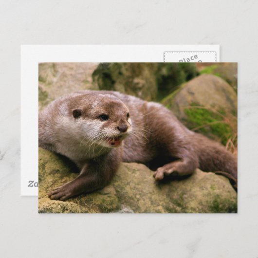 Angry Otter Briefkaart (Voorkant / Achterkant)
