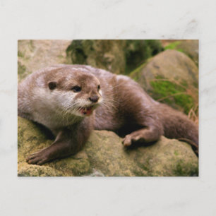 Angry Otter Briefkaart