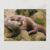 Angry Otter Briefkaart (Voorkant)