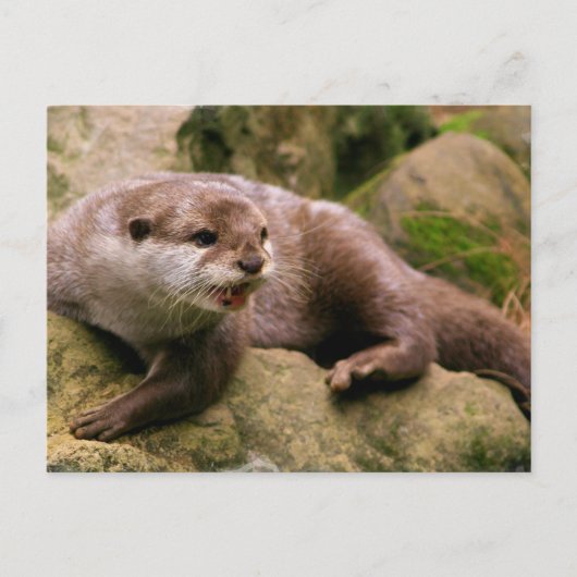 Angry Otter Briefkaart (Voorkant)