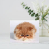 Angry Persian Puff Ball Kitten Briefkaart (Staand voorkant)