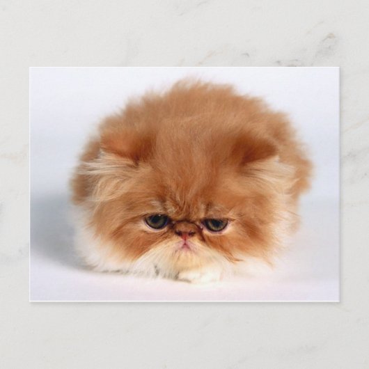 Angry Persian Puff Ball Kitten Briefkaart (Voorkant)