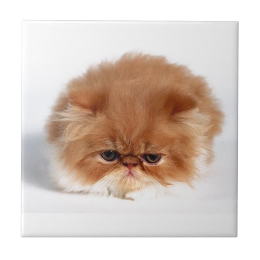 Angry Persian Puff Ball Kitten Tegeltje (Voorkant)