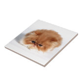 Angry Persian Puff Ball Kitten Tegeltje (Zijkant)