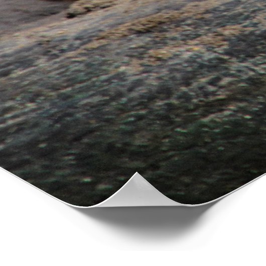 Angry Roaring Tiger Foto Poster (Hoek)