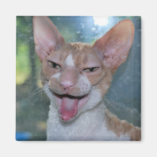 Angry Room Magnet