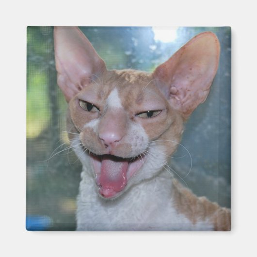 Angry Room Magnet (Voorkant)