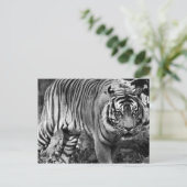 Angry Tiger Briefkaart (Staand voorkant)