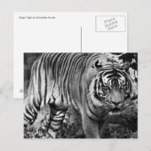Angry Tiger Briefkaart (Voorkant / Achterkant)