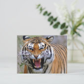 Angry Tiger Briefkaarten (Staand voorkant)