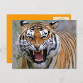 Angry Tiger Briefkaarten (Voorkant / Achterkant)