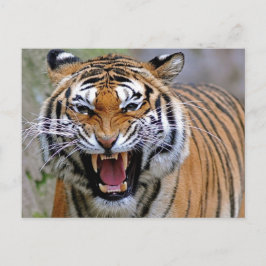 Angry Tiger Briefkaarten