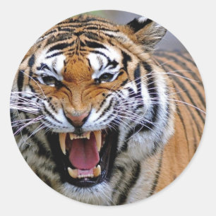 Angry Tiger Stickers