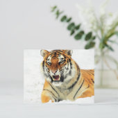 Angry tijger ligt op sneeuw briefkaart (Staand voorkant)