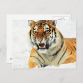Angry tijger ligt op sneeuw briefkaart (Voorkant / Achterkant)