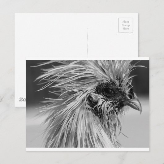 Angry Wet Silkie Chicken Briefkaart (Voorkant / Achterkant)