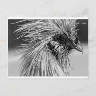 Angry Wet Silkie Chicken Briefkaart