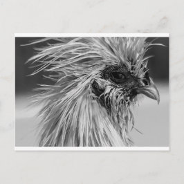 Angry Wet Silkie Chicken Briefkaart