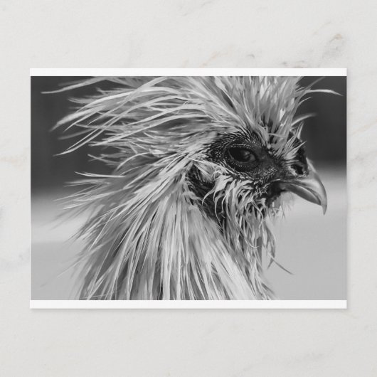 Angry Wet Silkie Chicken Briefkaart (Voorkant)