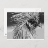 Angry Wet Silkie Chicken Briefkaart (Voorkant / Achterkant)