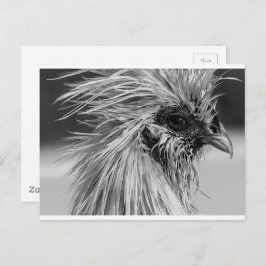 Angry Wet Silkie Chicken Briefkaart (Voorkant / Achterkant)