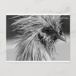 Angry Wet Silkie Chicken Briefkaart
